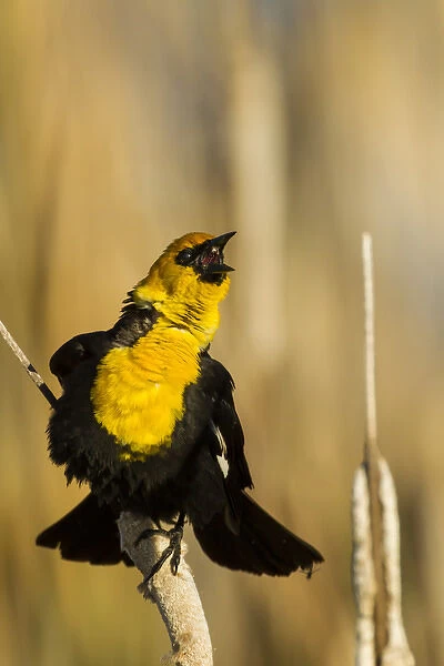 USA, California, Tule Lake National Wildlife Refuge. Yellow-headed blackbird singing