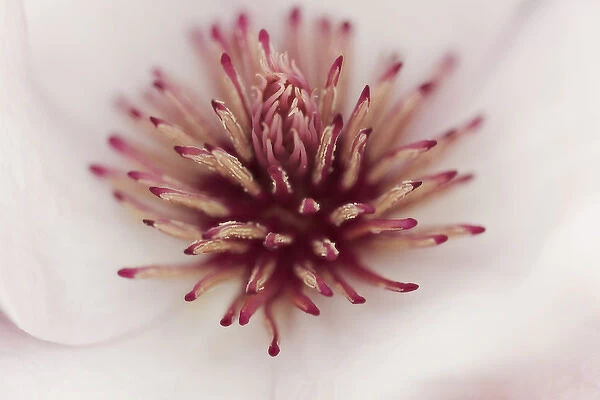 USA, California. Tulip tree flower close-up