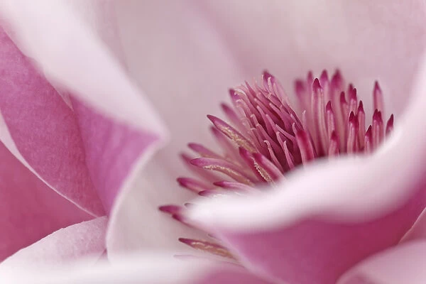 USA, California. Tulip tree flower close-up