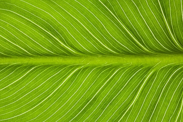 USA, California. Vein patterns in green leaf