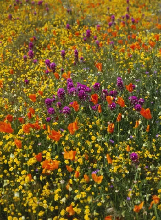 Framed Print : USA, California, View of Owls Clover, poppies and coreopsis in field near Gorst Framed Print : USA, California, View of Owls Clover, poppies and coreopsis in field near Gorst