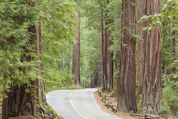 USA, California. View of road through redwoods in Big Basin Redwoods State Park. Credit as