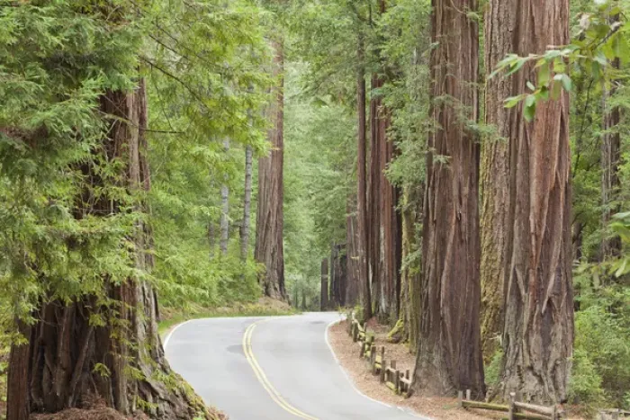 Framed Print : USA, California. View of road through redwoods in Big Basin Redwoods State Park. Credit as Framed Print : USA, California. View of road through redwoods in Big Basin Redwoods State Park. Credit as