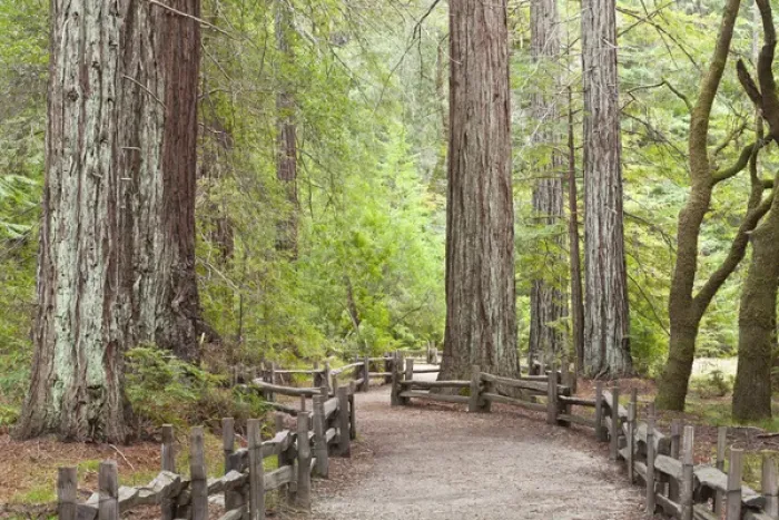 Framed Print : USA, California. View of trail through redwoods in Big Basin Redwoods State Park Framed Print : USA, California. View of trail through redwoods in Big Basin Redwoods State Park