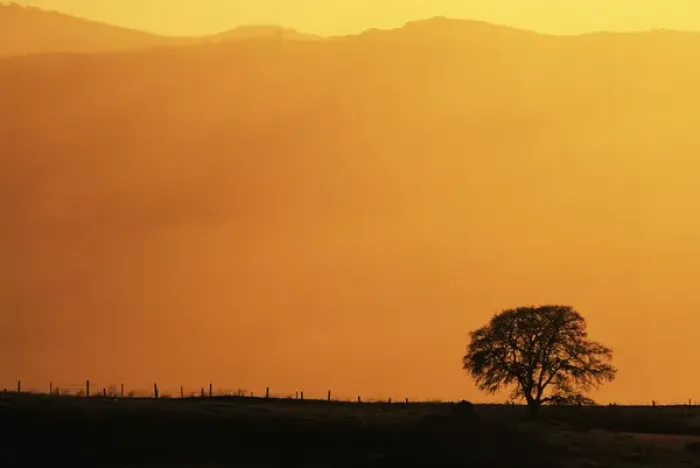 Framed Print : USA, California, Walnut Creek, Mount Diablo State Park, Lone oak tree at sunset Framed Print : USA, California, Walnut Creek, Mount Diablo State Park, Lone oak tree at sunset