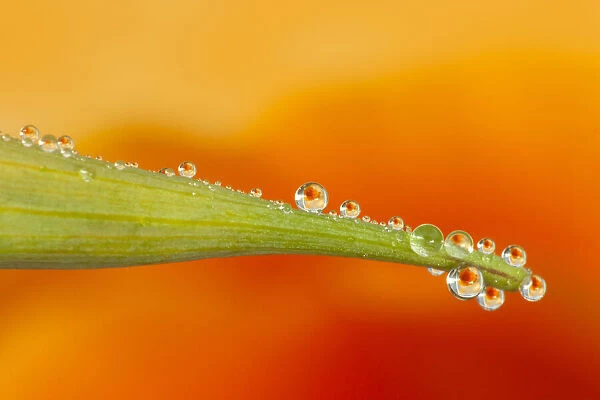 USA, California. Water droplets reflect flower on poppy leaf