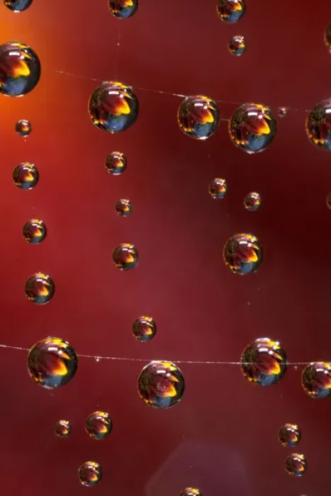 Framed Print : USA, California. Water droplets on a spider web