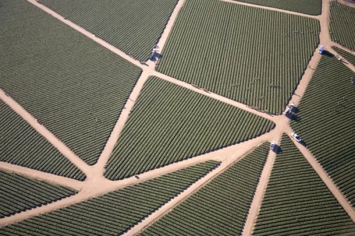 Framed Print : USA. California. Watsonville. Aerial of strawberry fields in Watsonville form patterns and shapes Framed Print : USA. California. Watsonville. Aerial of strawberry fields in Watsonville form patterns and shapes