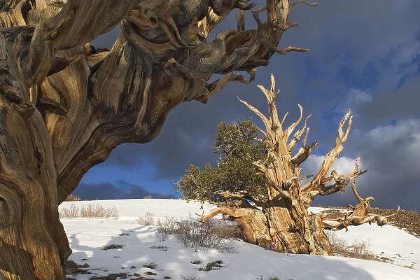 USA, California, White Mountains. Ancient bristlecone pine trees, the oldest living organisms