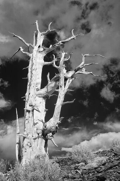 USA, California, White Mountains. Bristlecone pine tree in black & white. Credit as