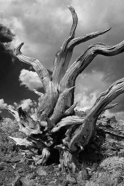 USA, California, White Mountains. Bristlecone pine tree in black & white. Credit as