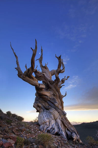 USA, California, White Mountains. Bristlecone pine tree at sunset