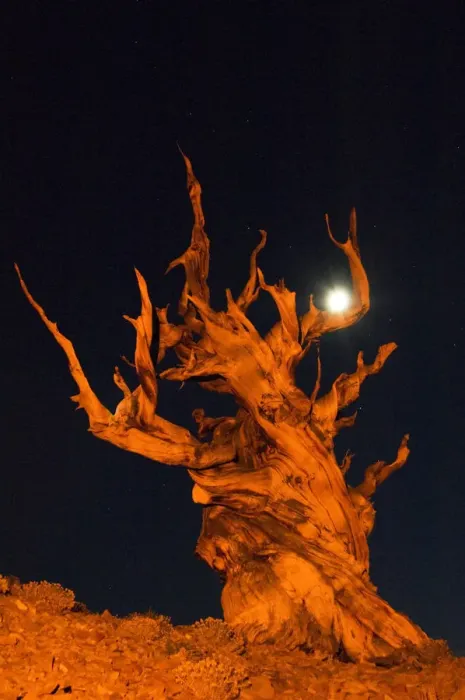 Framed Print : USA, California, White Mountains. Bristlecone pine tree and moon at night. Credit as