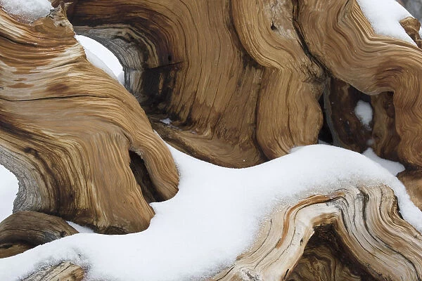USA, California, White Mountains. Upturned bristlecone pine tree roots. Credit as