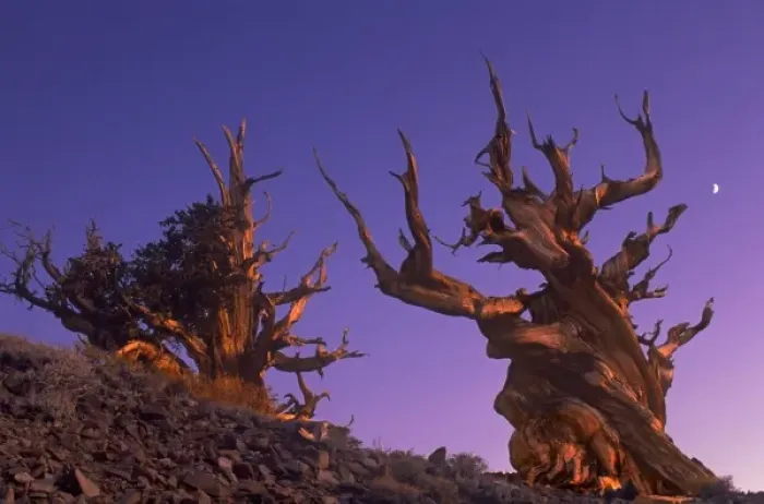 Framed Print : USA, California, White Mountains. Two bristlecone pine trees at sunset with a quarter moon