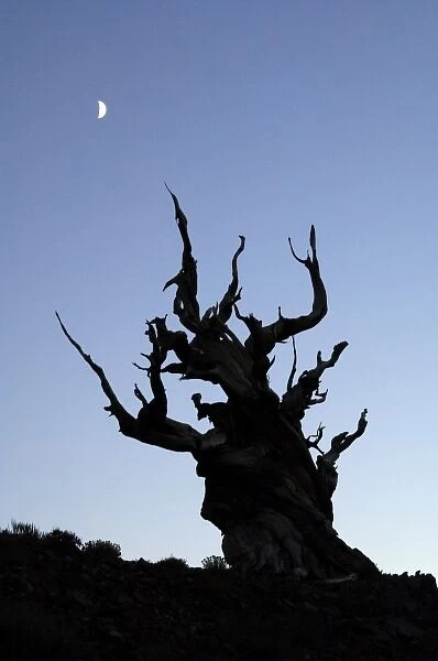 USA, California, White Mountains, Moon and ancient bristlecone pine tree silhouette