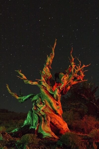 USA, California, White Mountains, Bristlecone pine tree at night lit with colored flashea