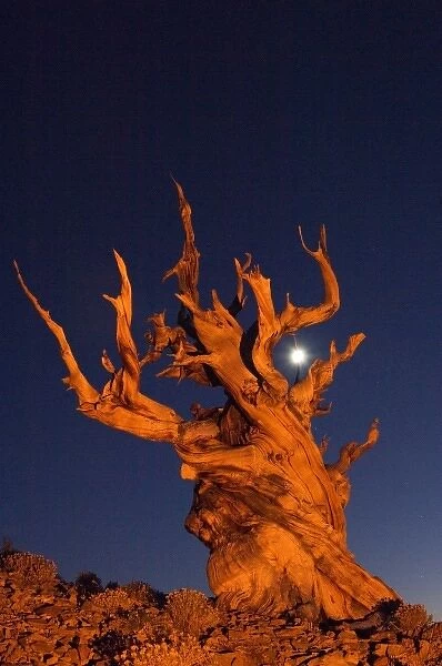 USA, California, White Mountains, Moon and bristlecone pine tree at night lit with colored flash