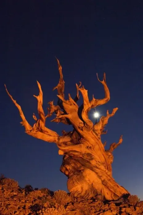Framed Print : USA, California, White Mountains, Moon and bristlecone pine tree at night lit with colored flash Framed Print : USA, California, White Mountains, Moon and bristlecone pine tree at night lit with colored flash