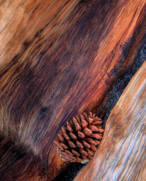 Framed Print : USA, California. White Mountains Bristle Cone Pine and Pine Cone