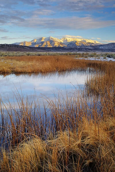 USA, California. White Mountains and reeds in pond