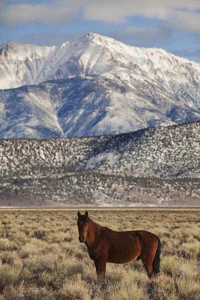 USA, California. White Mountains and wild mustang in Adobe Valley