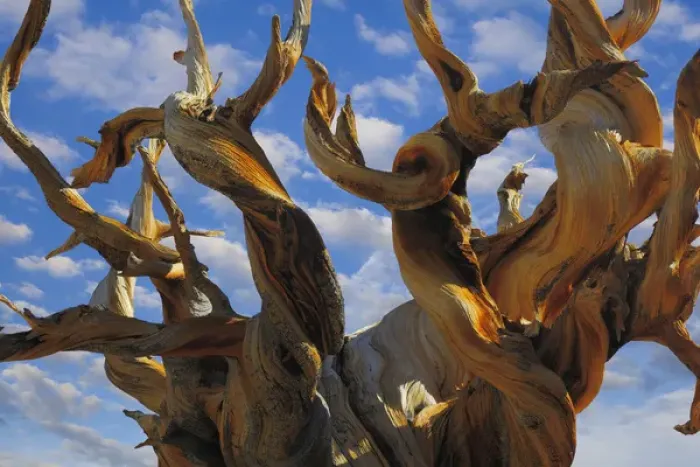 Framed Print : USA, California, White Mountains Wilderness. Bristlecone pine tree close-up. Credit as