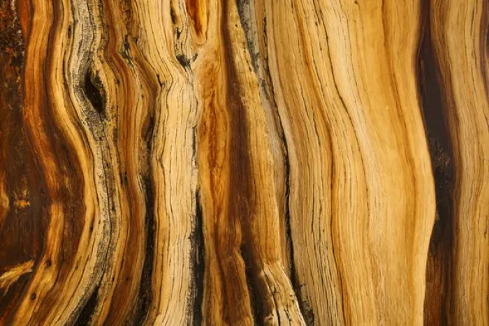Framed Print : USA, California, White Mountains Wilderness. Patterns in bristlecone pine wood. Credit as