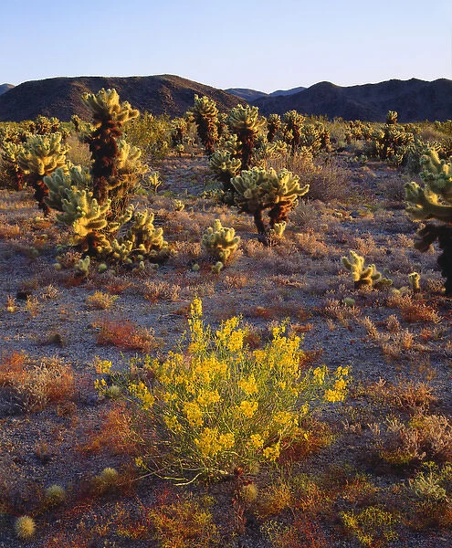 USA; California; Wildflowers and Cholla Cacti in Joshua Tree National Park