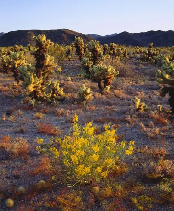 Framed Print : USA; California; Wildflowers and Cholla Cacti in Joshua Tree National Park Framed Print : USA; California; Wildflowers and Cholla Cacti in Joshua Tree National Park