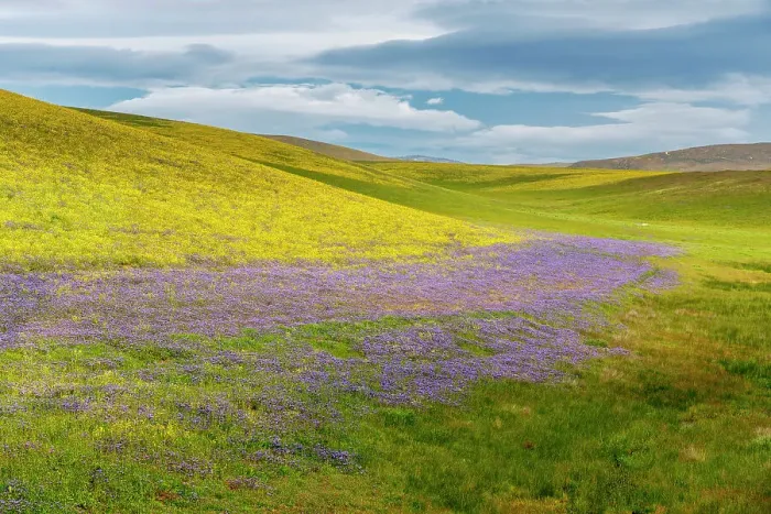 Framed Print : USA, California. Wildflowers cover hillsides. ©Don Grall  /  Jaynes Gallery  /  DanitaDelimont.com