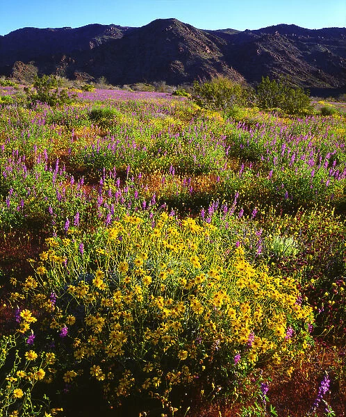 USA; California; Wildflowers in Joshua Tree National Park