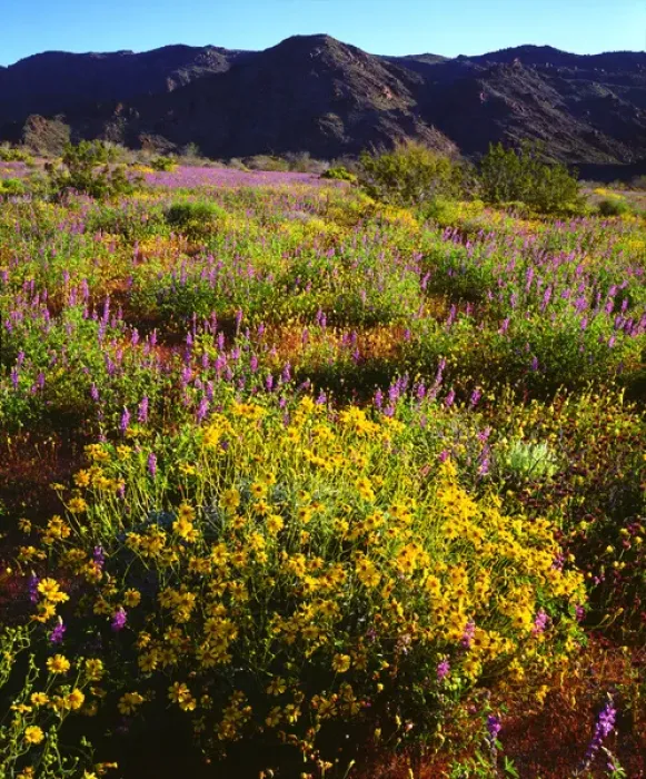 Framed Print : USA; California; Wildflowers in Joshua Tree National Park