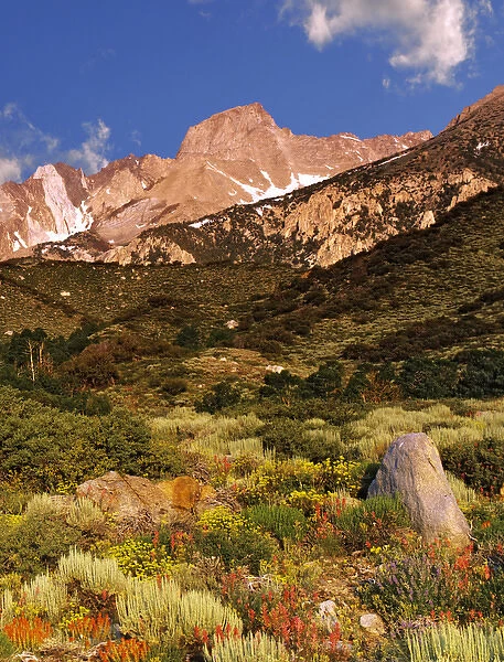 USA, California. Wildflowers and Sierra Mountains landscape