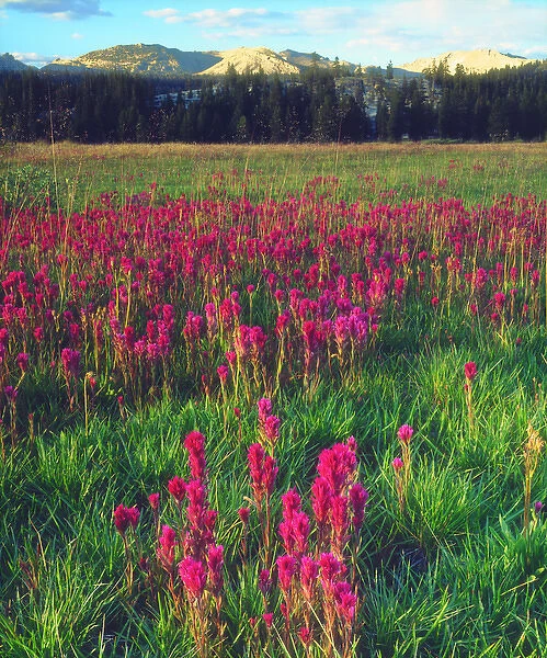 USA; California; Wildflowers in the Sierra Nevada Mountains