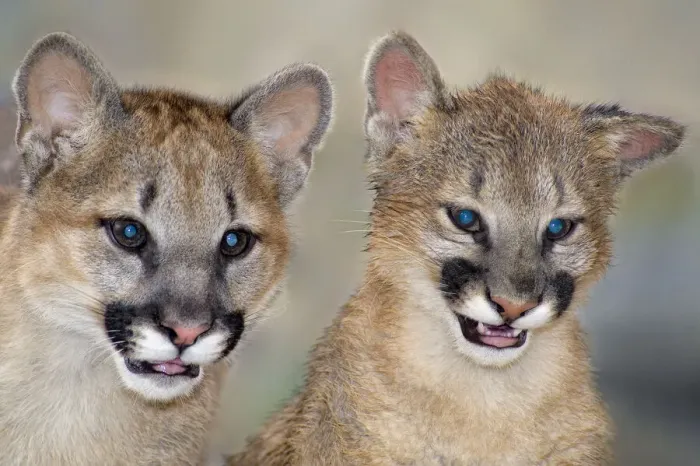 Framed Print : USA, California, Wildlife Waystation. Captive mountain lion cubs at rescue facility