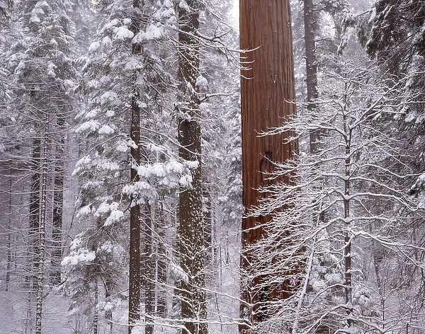 USA, California, Winter, Giant Forest, Sequoia and Kings Canyon National Park
