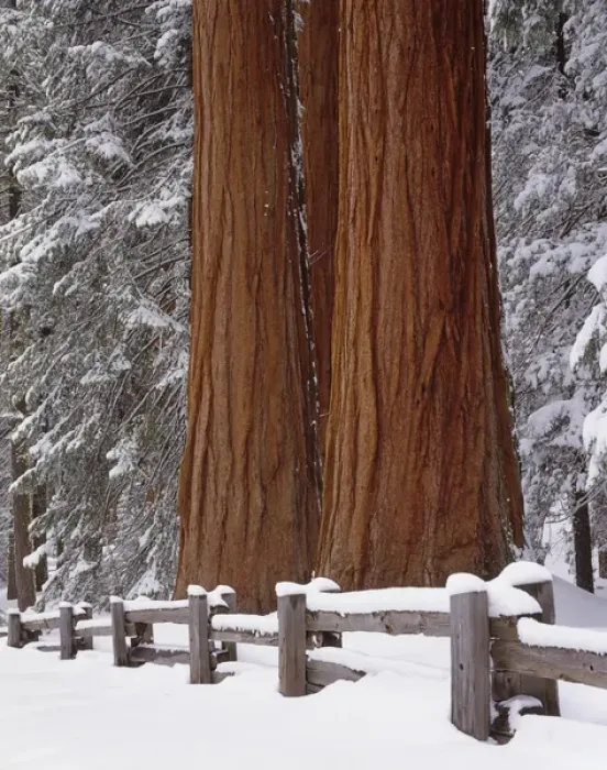 Framed Print : USA, California, Winter, Three Sequoia Trees and Fence, Sequoia and Kings Canyon