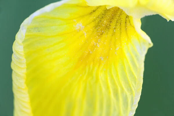 USA, California. Detail of yellow iris petal