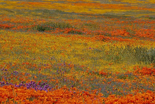 Usa, California. Yellow, orange, and purple wildflowers fill a meadow near Poppy Reserve