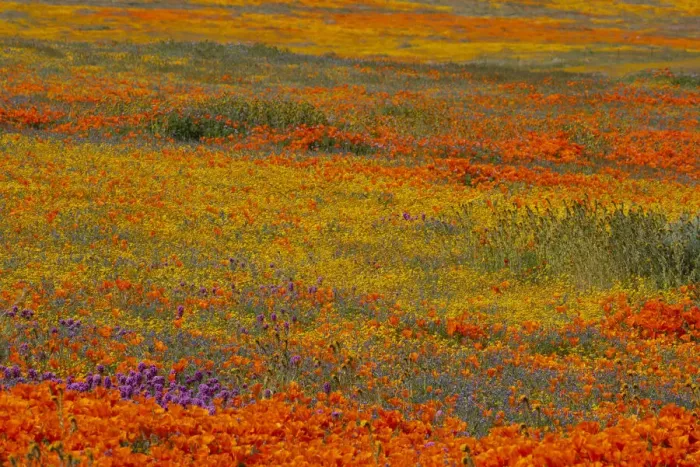 Framed Print : Usa, California. Yellow, orange, and purple wildflowers fill a meadow near Poppy Reserve Framed Print : Usa, California. Yellow, orange, and purple wildflowers fill a meadow near Poppy Reserve