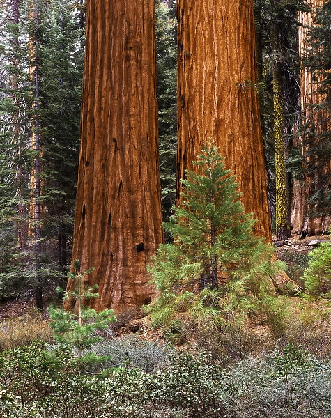 USA, California, Yosemite National Park, View of Giant Sequoias (Sequoiadendron giganteum)