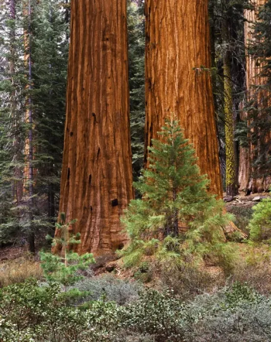 Framed Print : USA, California, Yosemite National Park, View of Giant Sequoias (Sequoiadendron giganteum)