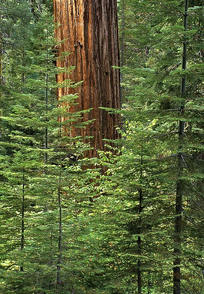 USA, California, Yosemite National Park, Giant sequoia in Tuolumne Grove