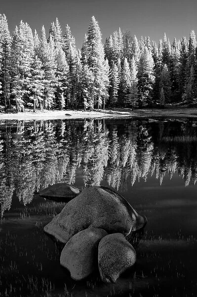 USA, California, Yosemite National Park. Forest trees reflect in pond. Credit as