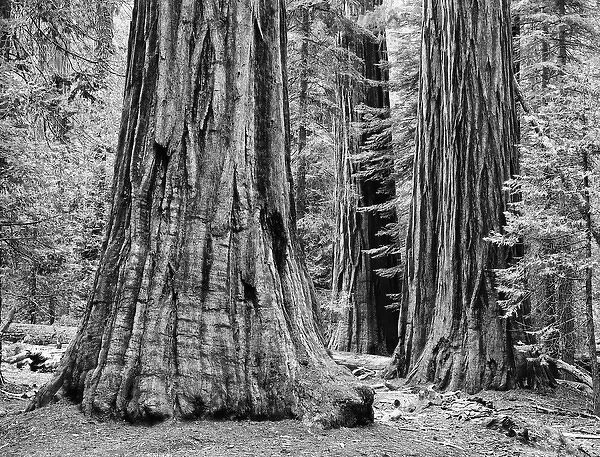 USA, California, Yosemite National Park. Sequoia trees in the Mariposa Grove. Credit as