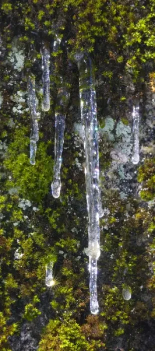 Framed Print : USA, California, Yosemite National Park. Icicles on moss Framed Print : USA, California, Yosemite National Park. Icicles on moss
