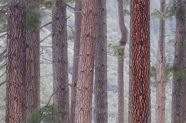 USA, California, Yosemite National Park. Pine trees in fog