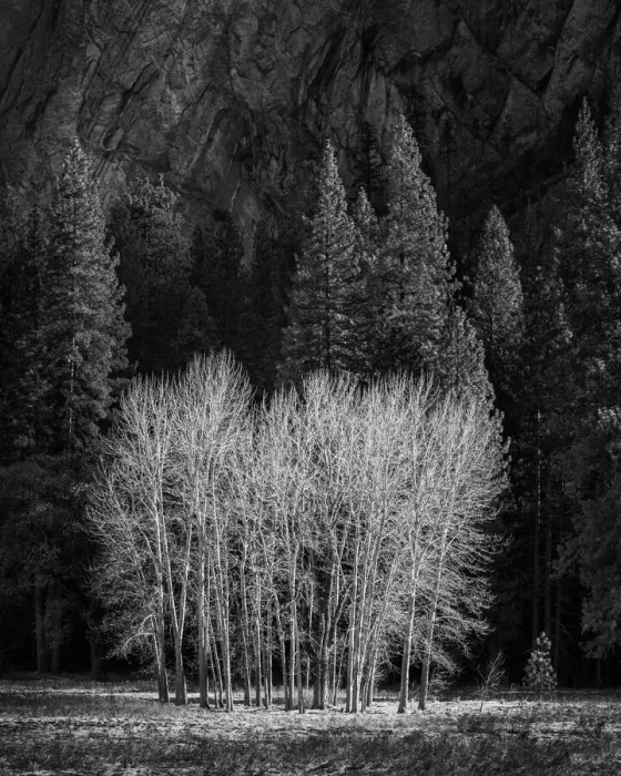 Framed Print : USA, California, Yosemite National Park, Ahwahnee Meadow cottonwood trees Framed Print : USA, California, Yosemite National Park, Ahwahnee Meadow cottonwood trees