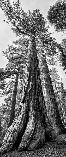 USA, California, Yosemite National Park. Giant Sequoia trees in Mariposa Grove